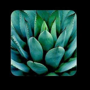 Meet your Posher, DesirÃ©e